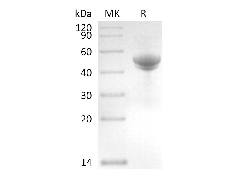 Recombinant Salmonella Typhimurium Flagellin