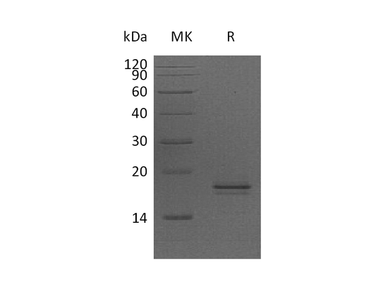 Recombinant Human AG-2 (C-6His)