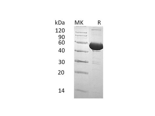 Recombinant Human BPI (C-6His)