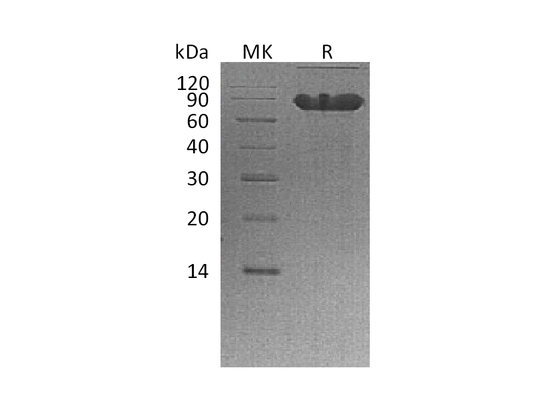 Recombinant Human CD44 (C-Fc)