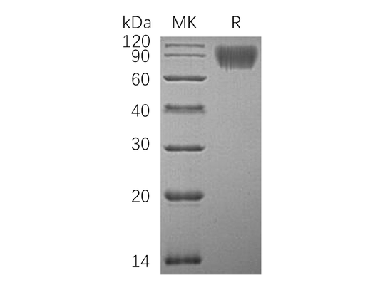 Recombinant Human ICAM-1 (C-6His)