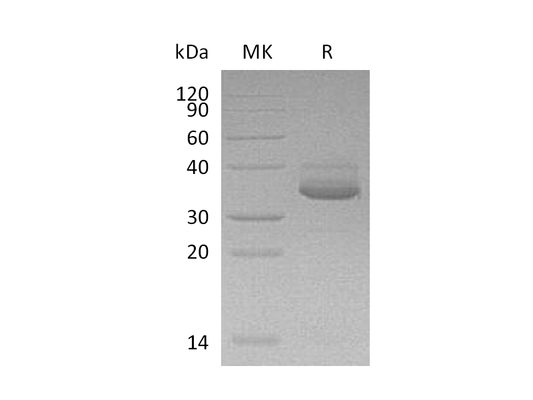 Recombinant Human CXCL10 (C-Fc-6His)