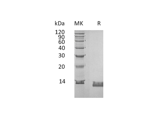 Recombinant Human IL-8 (C-6His)