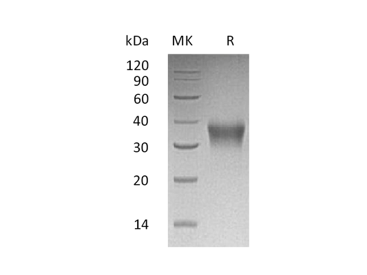 Recombinant Human EPO (C-6His)
