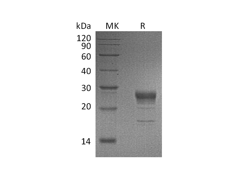 Recombinant Human KGF (C-6His)