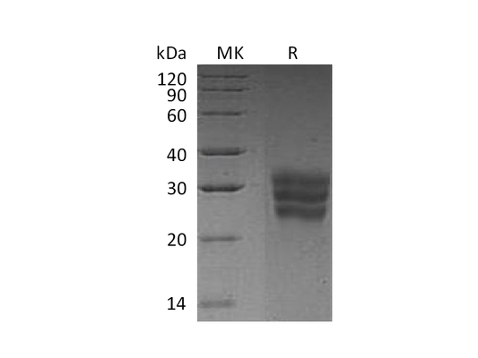 Recombinant Human FLT3LG (C-6His)