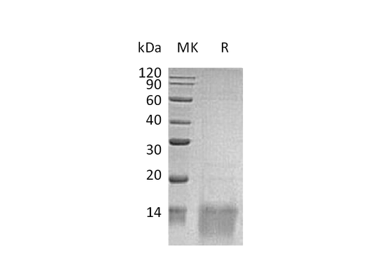 Recombinant Human GDF-11