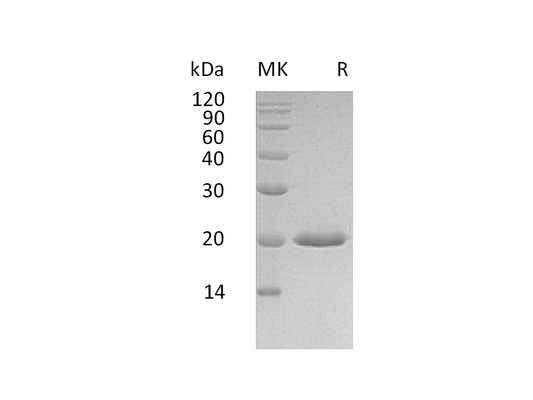 Recombinant Human IFN alpha4 (C-6His)