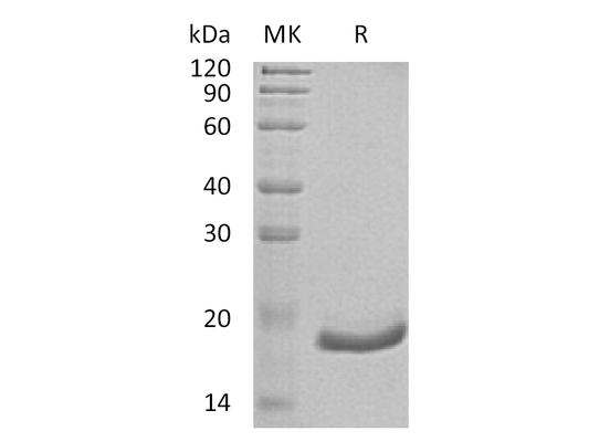 Recombinant Human IFN alpha6 (C-6His)