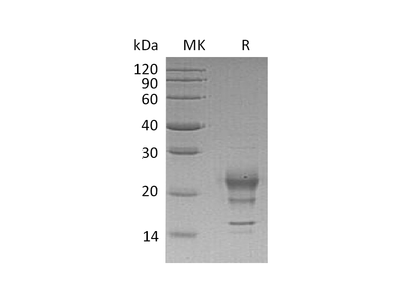 Recombinant Human IFN gamma