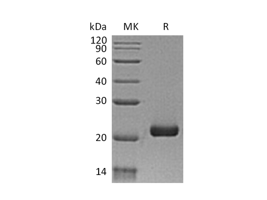 Recombinant Human IL-28B (C-6His)