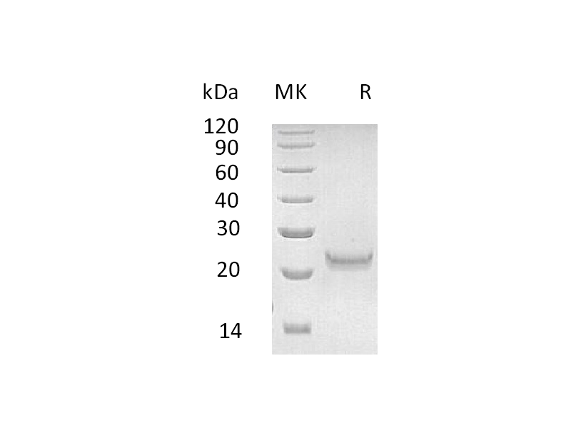 Recombinant Human IFNW1 (C-6His)