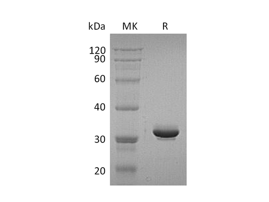 Recombinant Human IgG4 Fc (228AA)
