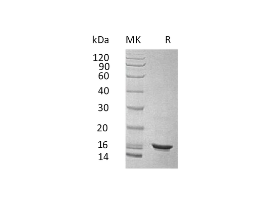 Recombinant Human IL-10