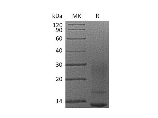 Recombinant Human IL-13 (C-6His)