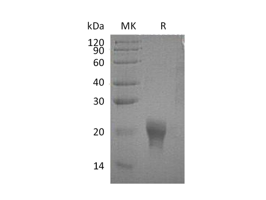 Recombinant Human IL-5 (C-6His)