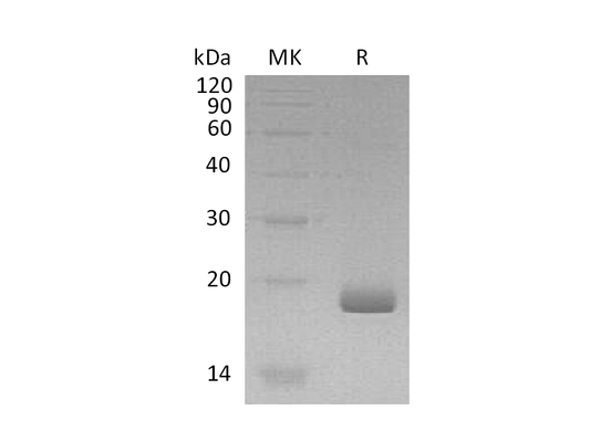 Recombinant Human IL-28B