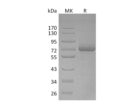 Recombinant Human LILRB5 (C-6His)