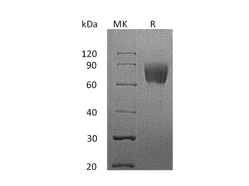 Recombinant Human CD58 (C-Fc)