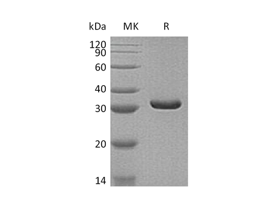 Recombinant Human MDH2 (C-6His)