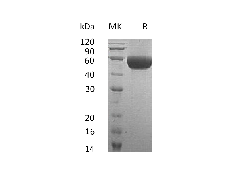 Recombinant Human NTRI (C-6His)