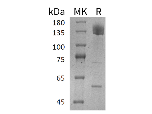 Recombinant Human PCDH10 (C-Fc)