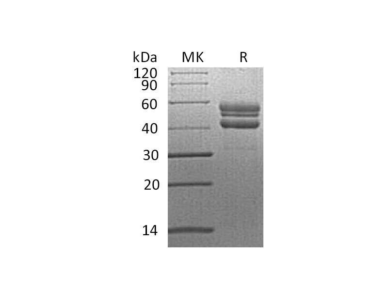 Recombinant Human RELT (C-Fc)