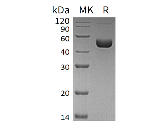 Recombinant Human Renin (C-10His)