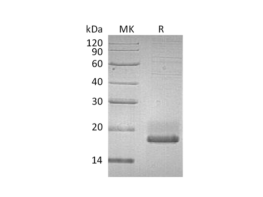 Recombinant Human SUMO3 (C-6His)
