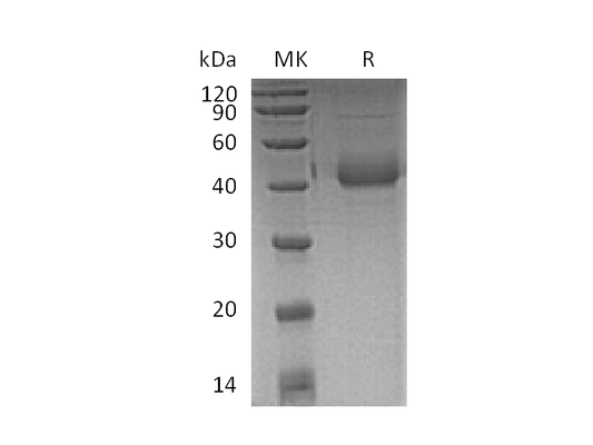 Recombinant Human SP-D (C-6His)