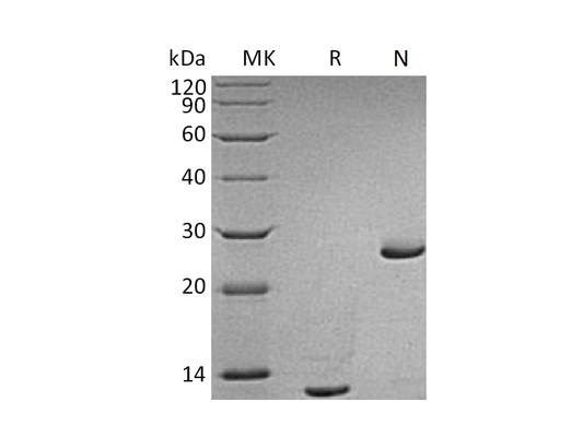 Recombinant Human TGF-beta 2