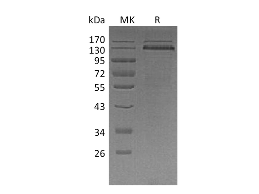 Recombinant Human THBS1 (C-10His)