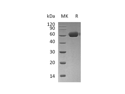 Recombinant Human OPG (C-Fc)