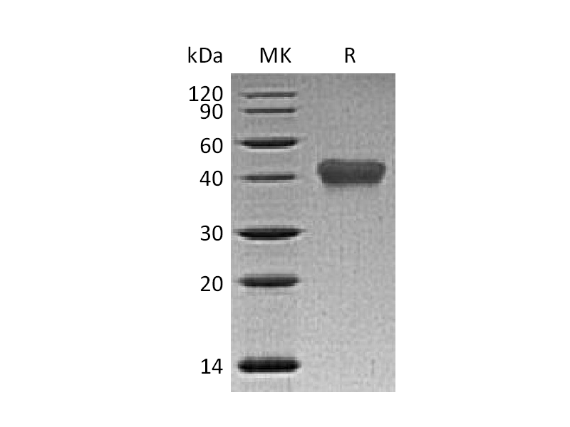 Recombinant Human TNF RII (C-6His)