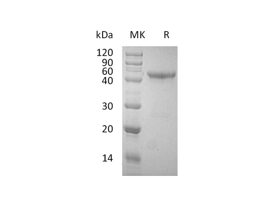 Recombinant Human OX40 (N-Fc)