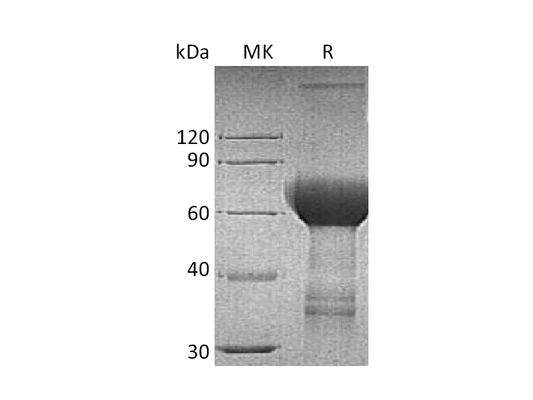 Recombinant Human TROP-2 (C-Fc)