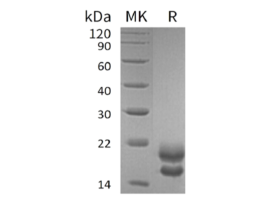 Recombinant Human VEGF 121 (C-6His)