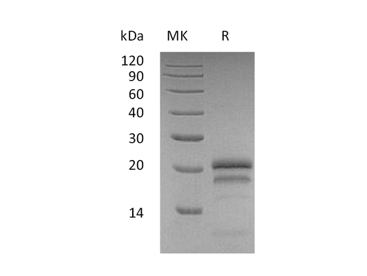 Recombinant Human VEGF165