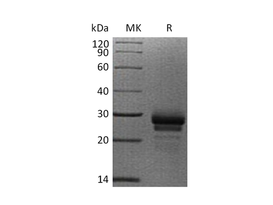 Recombinant Human VEGF-C (C-6His)