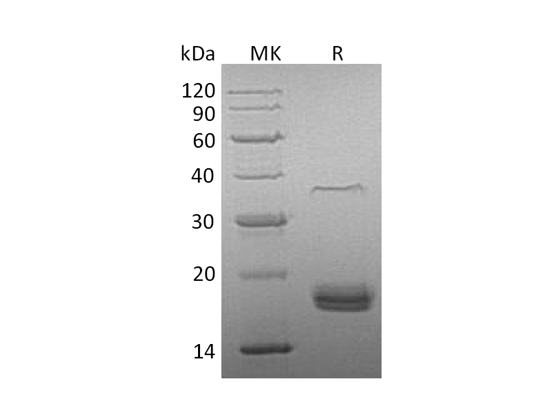 Recombinant Human VEGF-D (C-6His)