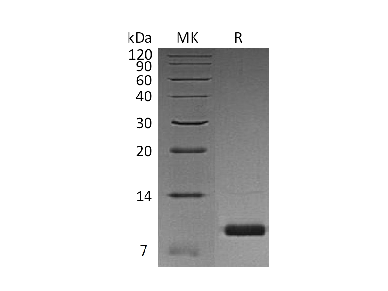 Recombinant Human Uteroglobin (C-6His)