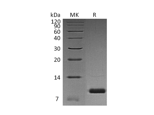 Recombinant Human Uteroglobin (C-6His)