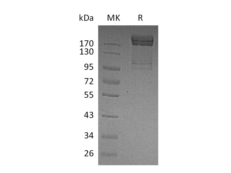 Recombinant Human PSGL-1 (C-Fc)