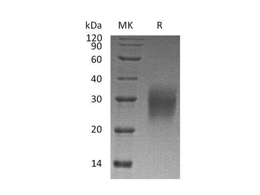 Recombinant Human IL-22