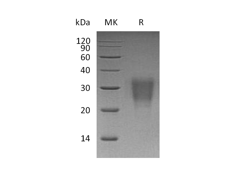 Recombinant Human IL-22 (C-6His)