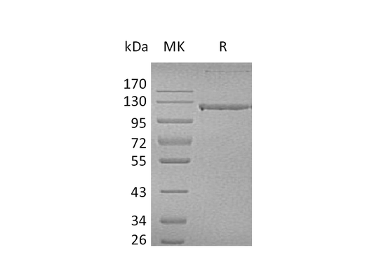 Recombinant Human PECAM-1 (C-Fc)