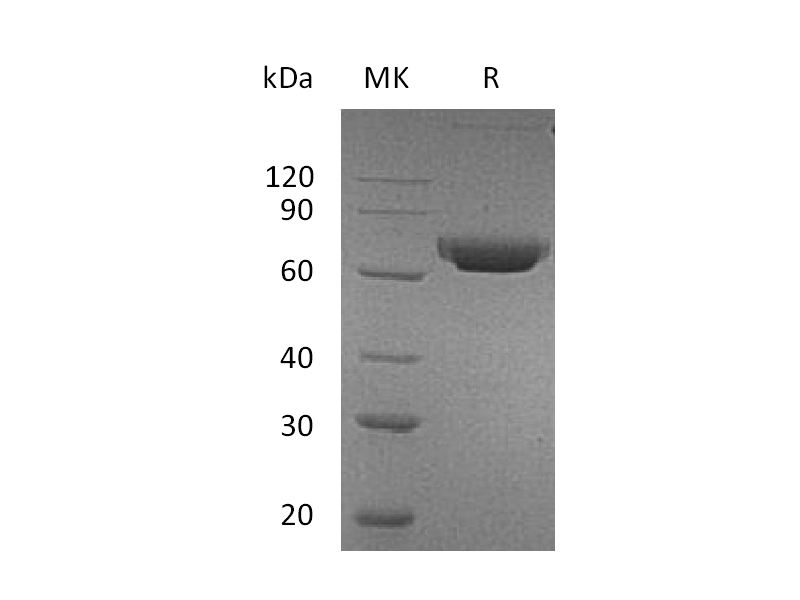 Recombinant Human CD157 (C-Fc)