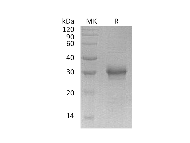 Recombinant Human FGF-17 (C-6His)