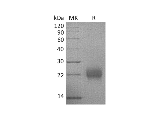 Recombinant Human CGA (C-6His)