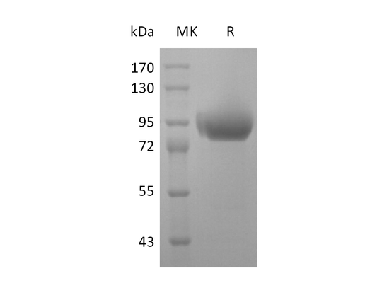 Recombinant Human Siglec-5 (C-6His-Flag-Fc)